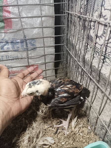 hi quality 3 chicks 2 female 1 male 1