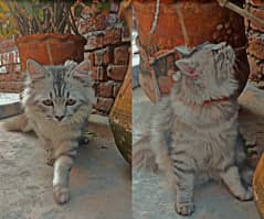 Persian cat contact on WhatsApp0_ 3_2_7 0_975737