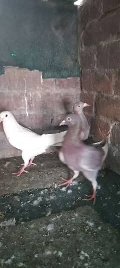cunore chicks with 1 breeder male fancy pegion