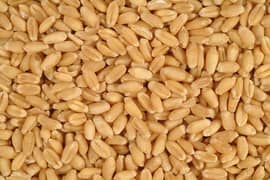gandum wheat achi quality price 3000