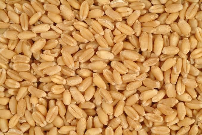 gandum wheat achi quality price 3000 0