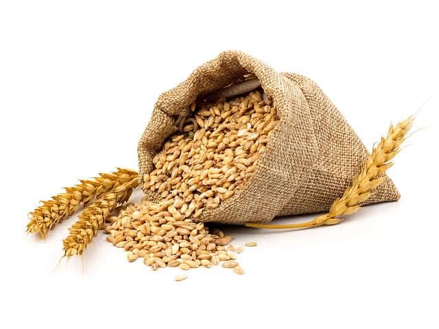 gandum wheat achi quality price 3000 2