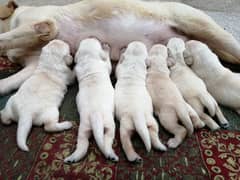 British Labrador Puppies