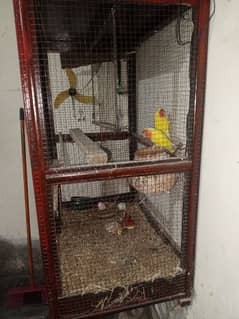breed pair healthy and Cage