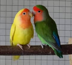 love barids parrot comman lutino breedar qualtiy birds