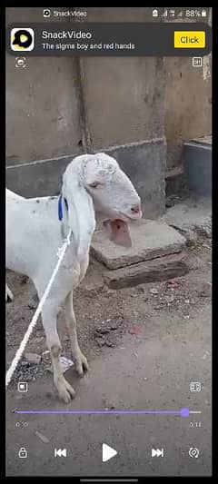 Rajanpuri goat