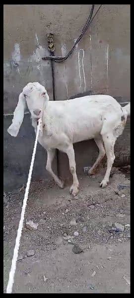 Rajanpuri goat 4