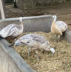 3 peacocks for urgent sell. 15000 each 0