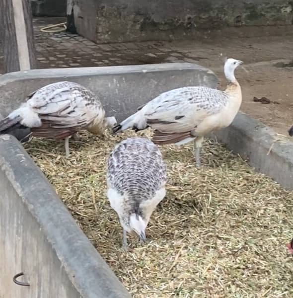 3 peacocks for urgent sell. 15000 each 2