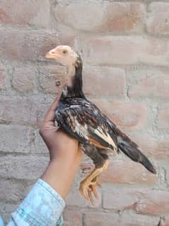 Mianwali blood ky High Quality chicks Available