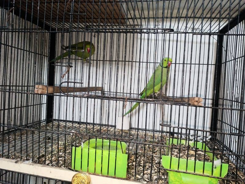 I want to sale parrots 1