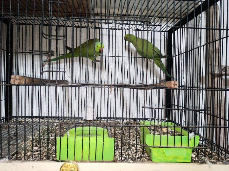 I want to sale parrots 2