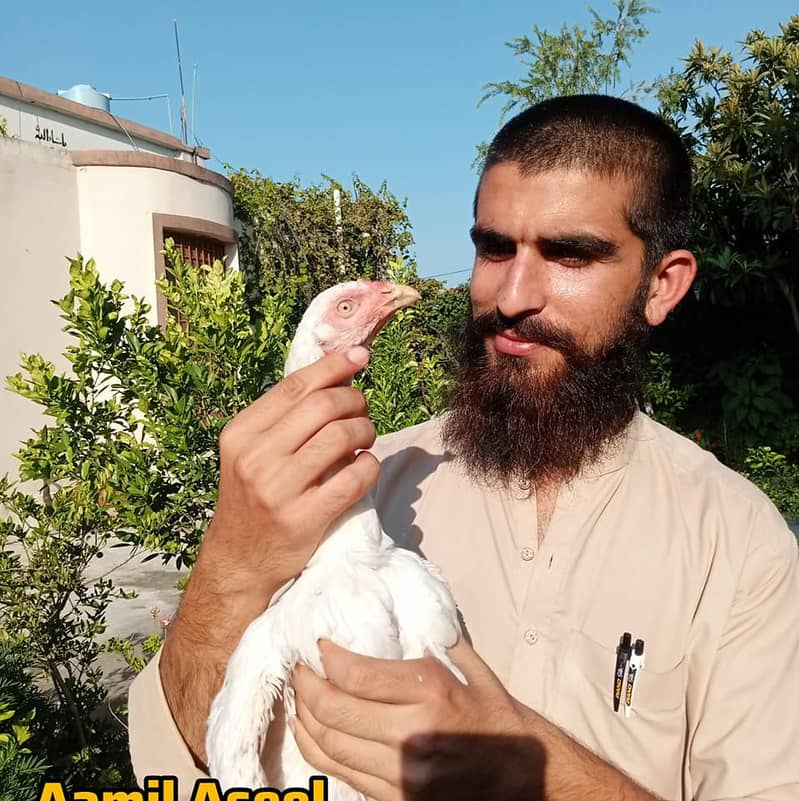 Pure Quality Aseel Heera Chick Available In Resonable Prize 0
