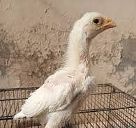 Pure Quality Aseel Heera Chick Available In Resonable Prize 1
