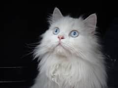 pure Persian breed available for sale