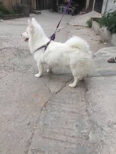 Russian dog male for sale