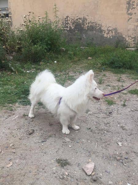 Russian dog male for sale 1