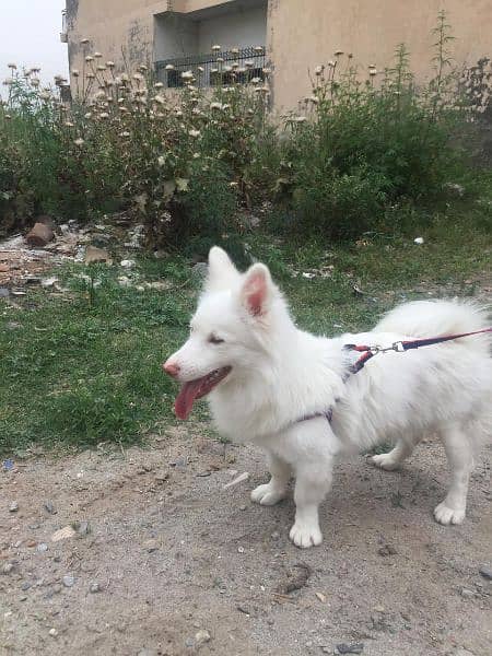 Russian dog male for sale 3