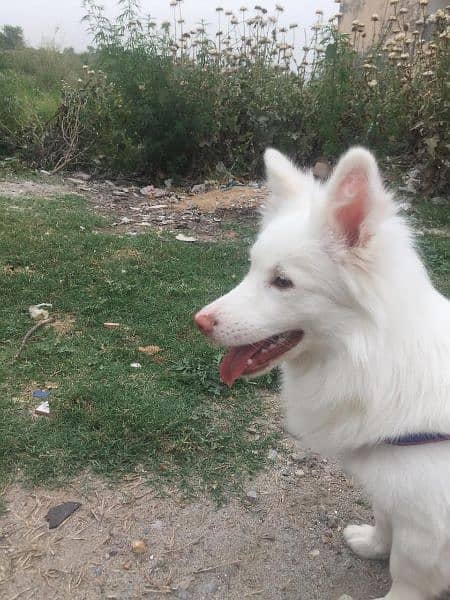 Russian dog male for sale 4