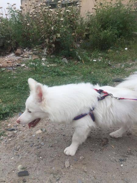 Russian dog male for sale 5