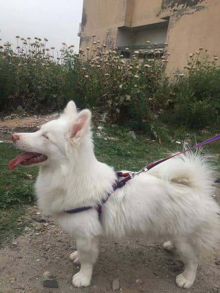 Russian dog male for sale 6