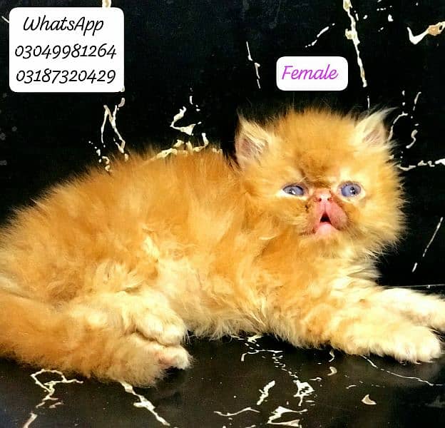 pure persian kittens peke face from CFA peke bloodline 1