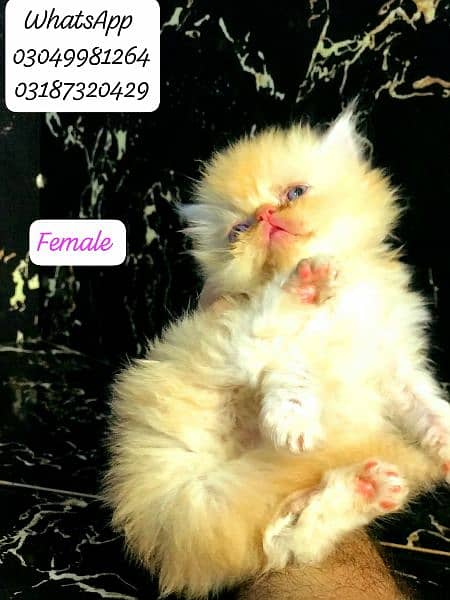 pure persian kittens peke face from CFA peke bloodline 6