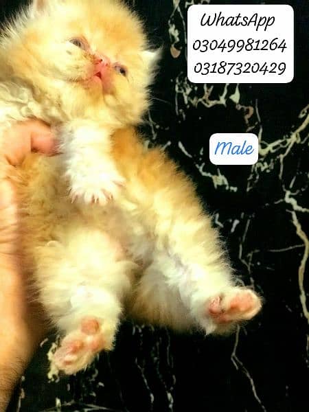 pure persian kittens peke face from CFA peke bloodline 8