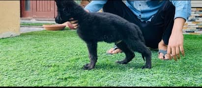 germen shepherd black puppy imported mother father