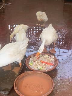 5 LONG NECK WHITE DUCK CHICKS AVAILABLE