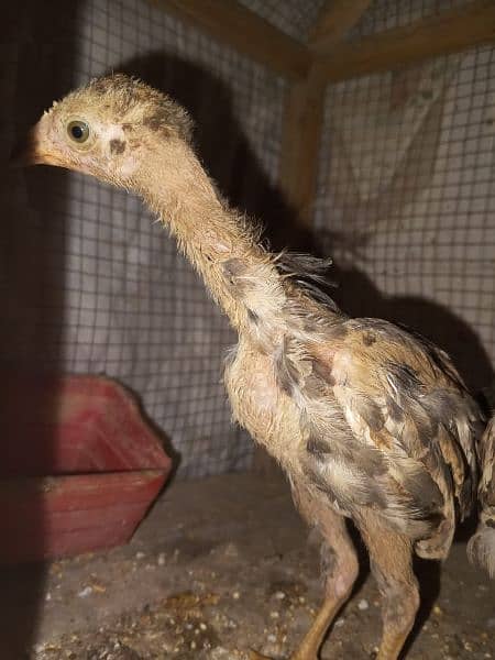 2.5 months age good quality all pure mianwali chicks 0