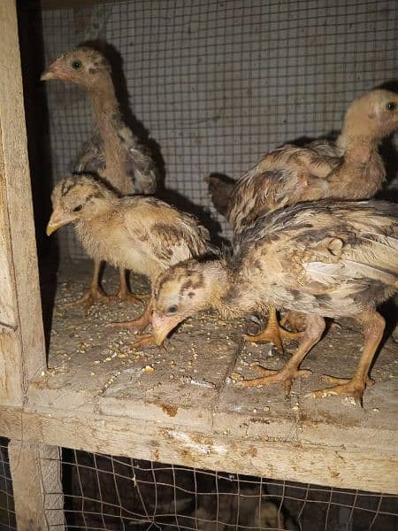 2.5 months age good quality all pure mianwali chicks 1