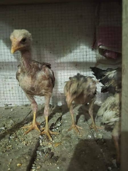 2.5 months age good quality all pure mianwali chicks 2