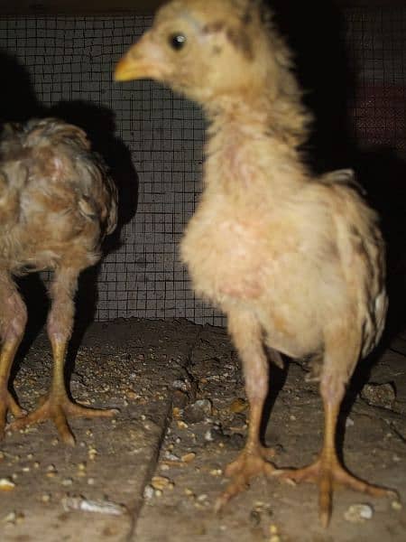 2.5 months age good quality all pure mianwali chicks 4