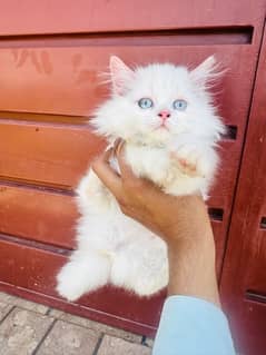 High quality triple coat persian kitten for sale