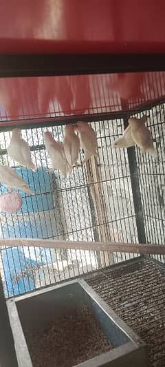 All Birds For Sale