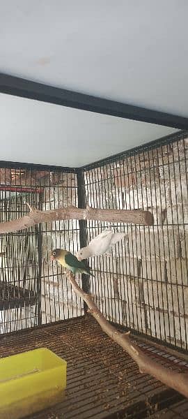 All Birds For Sale 2