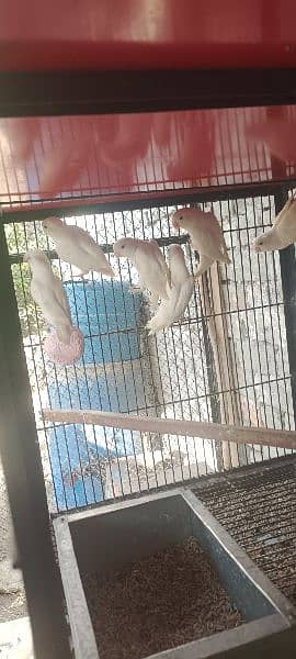 All Birds For Sale 3
