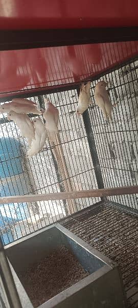 All Birds For Sale 4