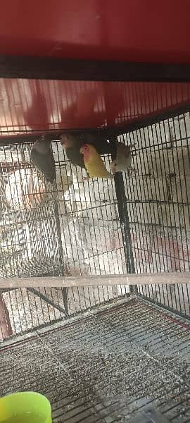 All Birds For Sale 6