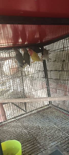 All Birds For Sale 8