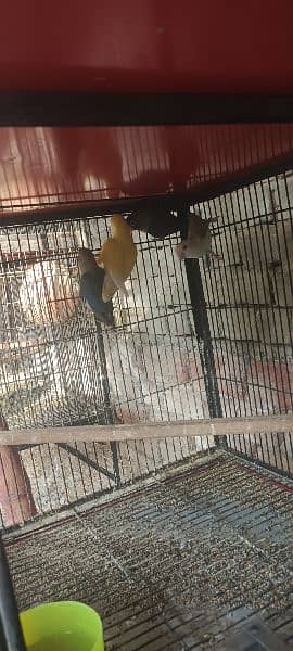 All Birds For Sale 10