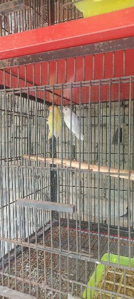 All Birds For Sale 12