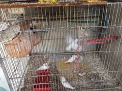breeding finches