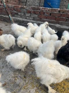silkie and Desi hens