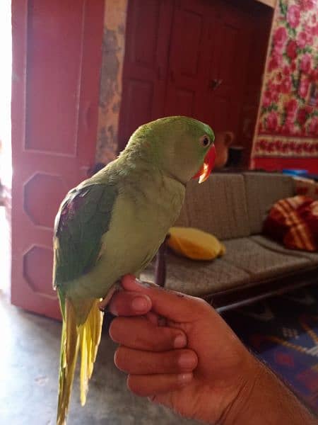 talking proof alexender raw Kashmiri parrot 1