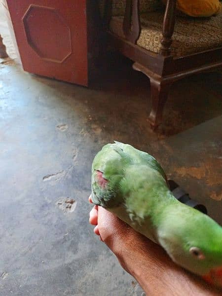talking proof alexender raw Kashmiri parrot 2