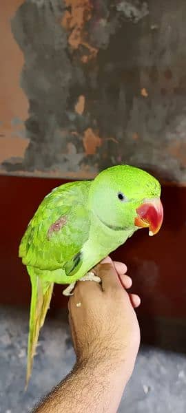 talking proof alexender raw Kashmiri parrot 3