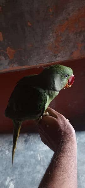 talking proof alexender raw Kashmiri parrot 4