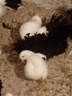 Black tail kbotar age saven month pair for sale